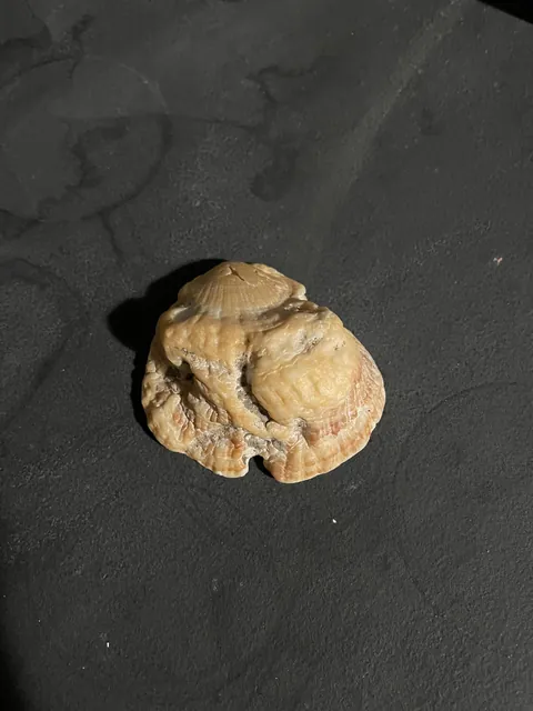 What would cause a shell to form like this?