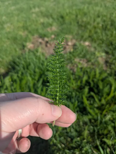 ID help! Fluffy grass?