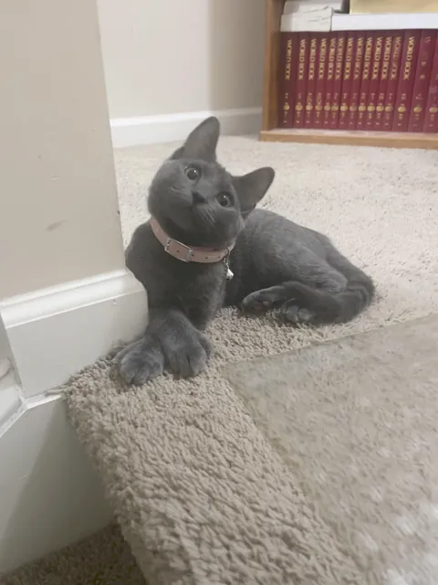 sister-in-law’s new kitten!