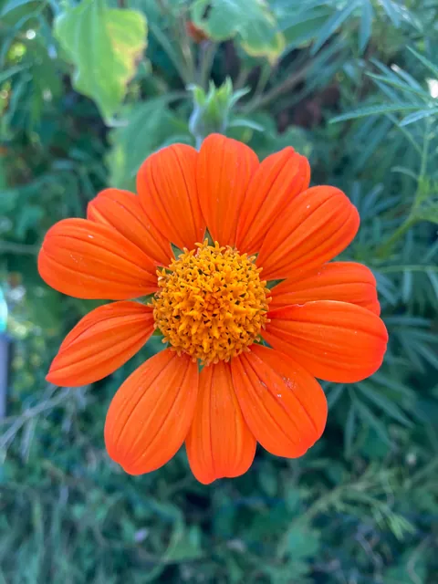 Blooms from my community garden today