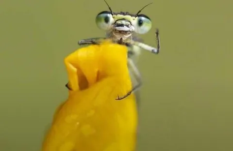 🔥 A collection of the finalist photos of the photography Comedy Wildlife Awards (2019).