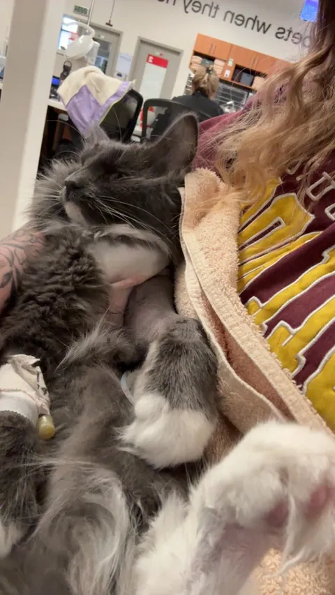 Update to my limping cat: the believe she’s septic