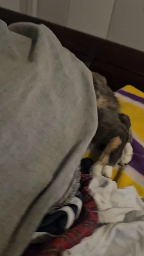 Can someone help me identify this species of trapdoor spider?