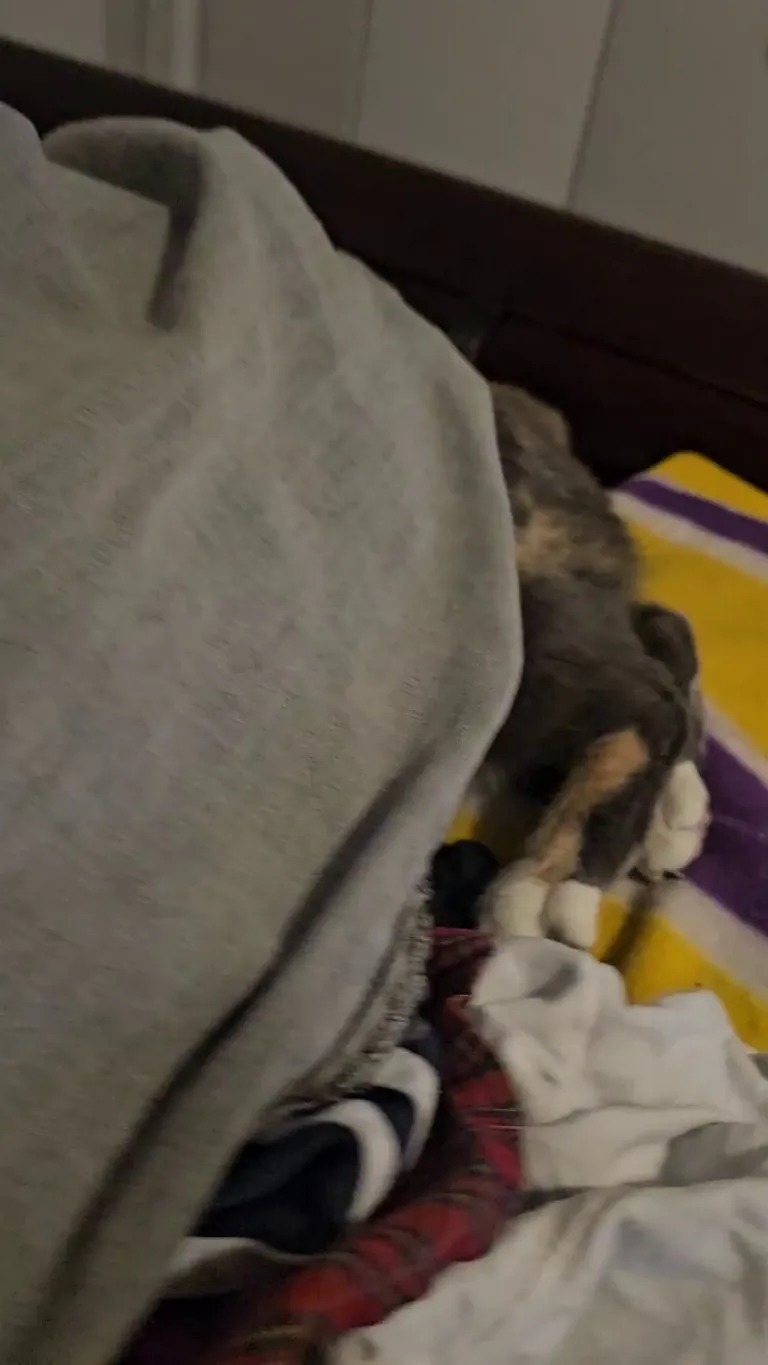 Can someone help me identify this species of trapdoor spider?