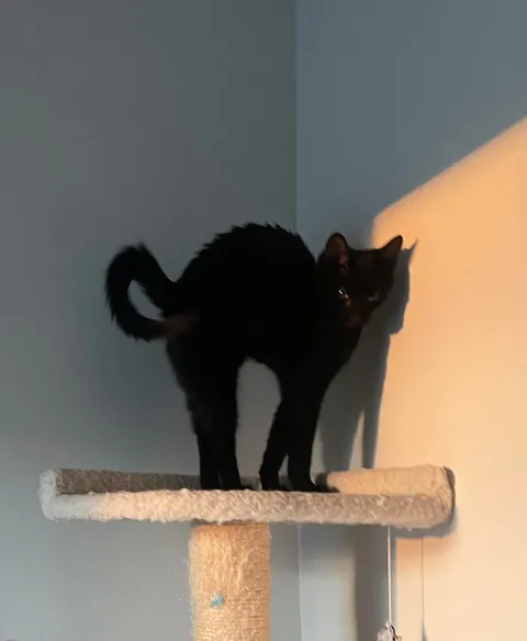 Happy Halloween from my spook!