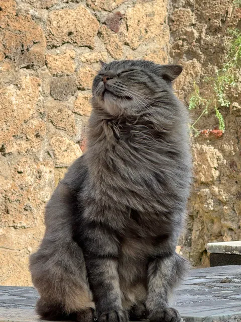 Sweet fur baby who lives in the ruins of Pompeii—enjoying the breeze