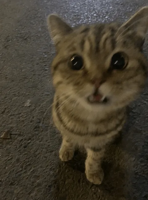 Who would believe this is a stray cat? 😭