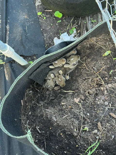 Baby rabbits in garden grow bag