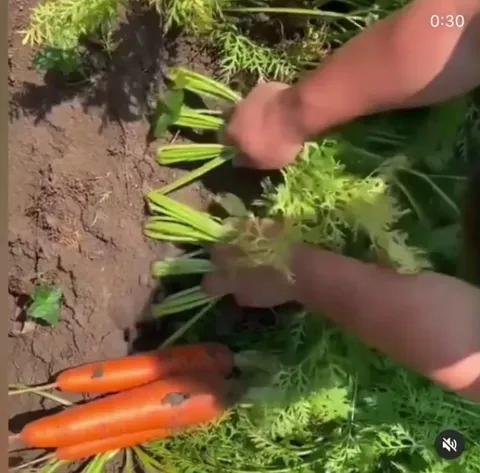 Removing carrots from a garden
