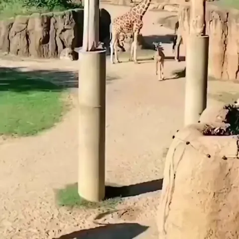 Baby giraffe with zoomies 😍