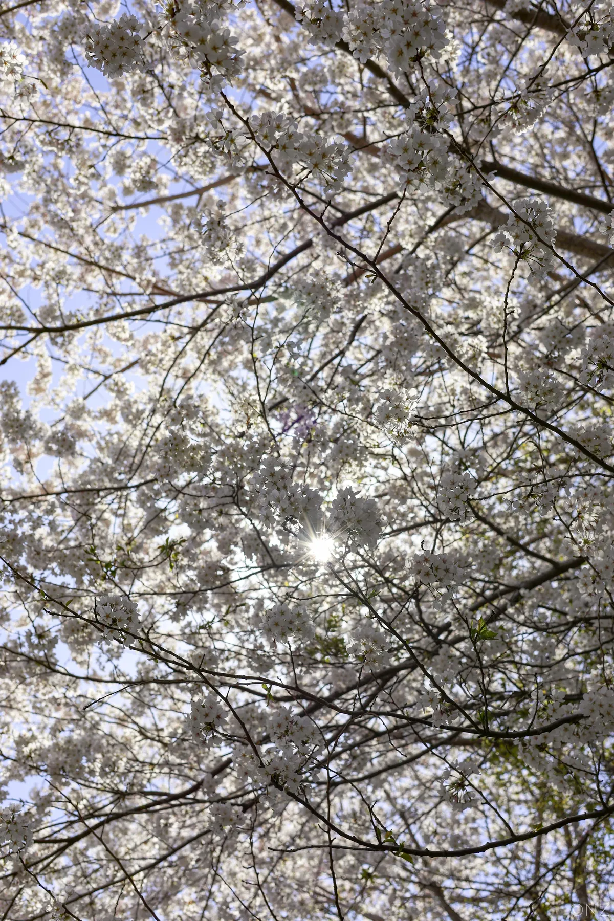 Sakura Busan April'25: A dream with cherry blossoms
