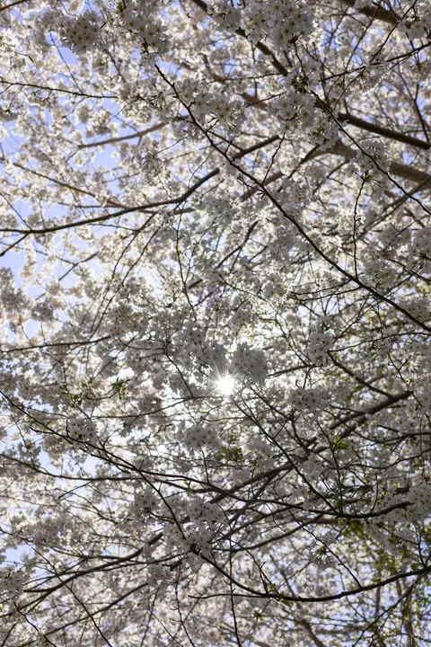 Sakura Busan April'25: A dream with cherry blossoms