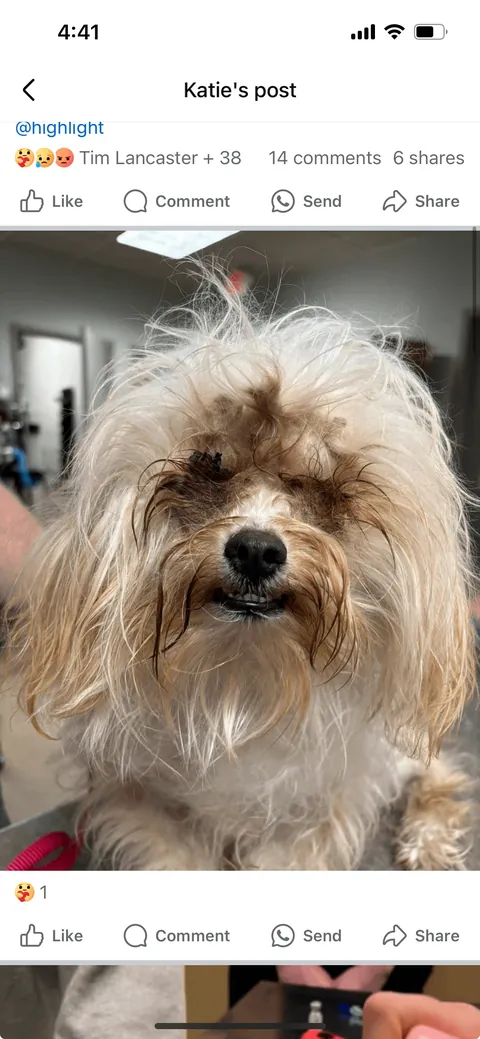 Lilly from how she was found to today. (Guest appearance by His Highness Sir Linus)