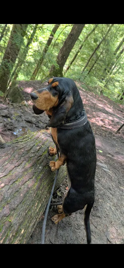 David Belanger, Grand Rapids MI, Meeting House's Tattoo. My Sick Ass Basset!