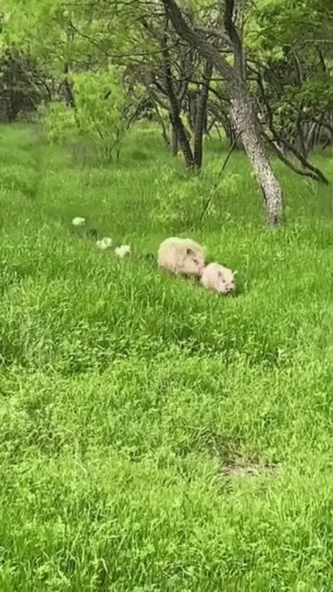 A family of pigs on an adventure