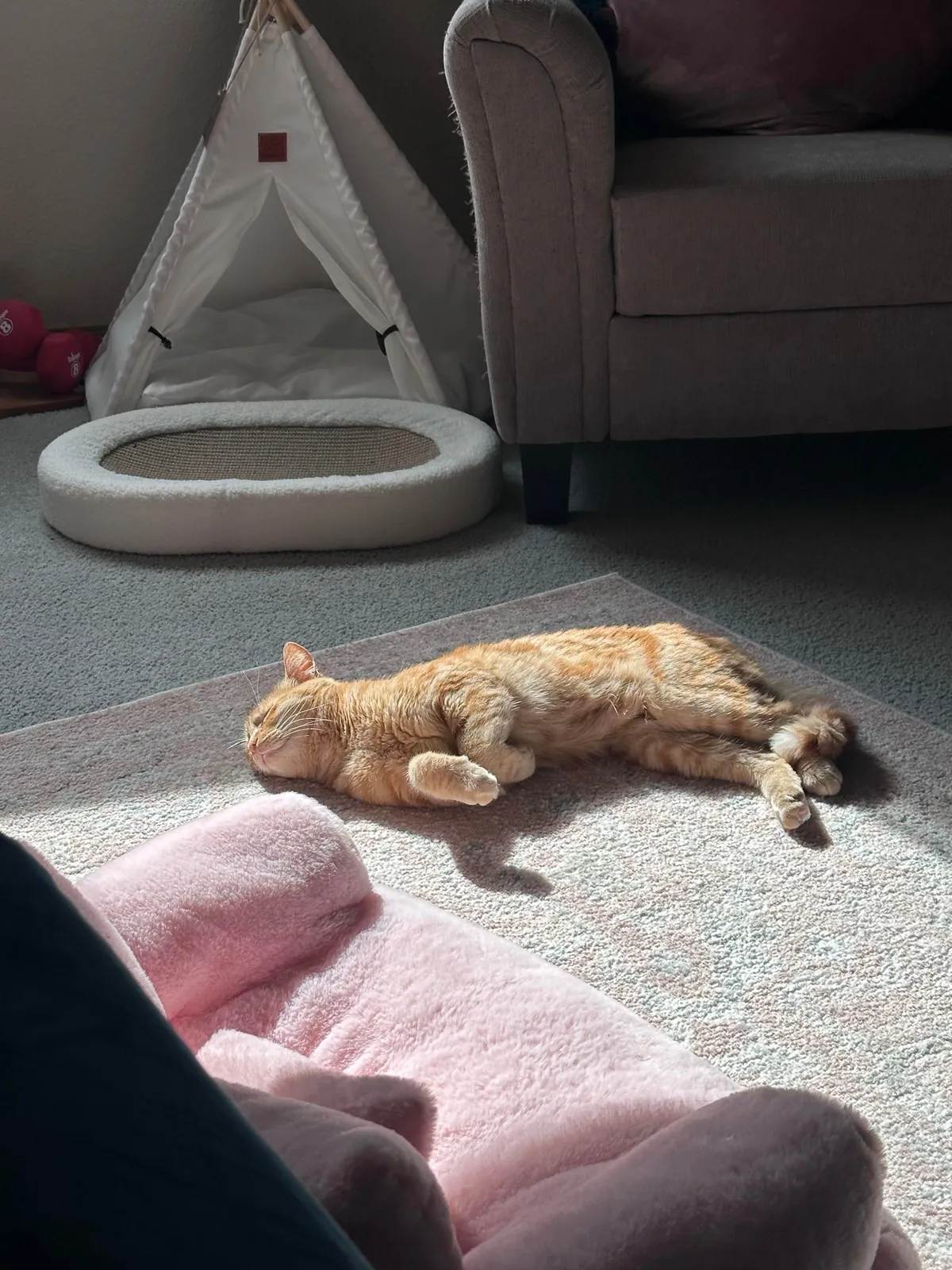 My kitties spent the first 4 yrs of their life in an apartment that received no direct sunlight. I’m so happy I was able to get them into a place that gets loads of direct sun. Makes me so happy to see him so happy 🥲