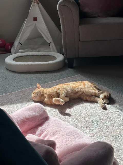 My kitties spent the first 4 yrs of their life in an apartment that received no direct sunlight. I’m so happy I was able to get them into a place that gets loads of direct sun. Makes me so happy to see him so happy 🥲