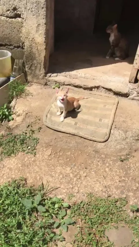 Our blind cat under the sun