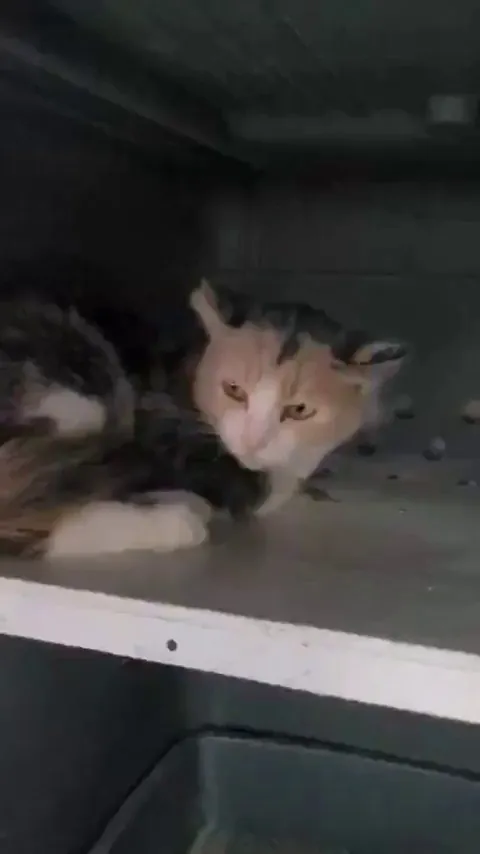 Loane from our shelter, already doing a lot better, just after a couple of days of socialization.