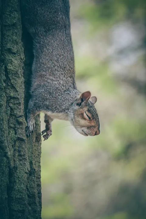 🔥Sensei Squirrel