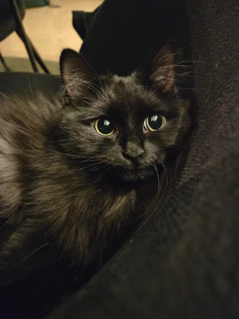 Coming home from work to this furball makes it all worth it.