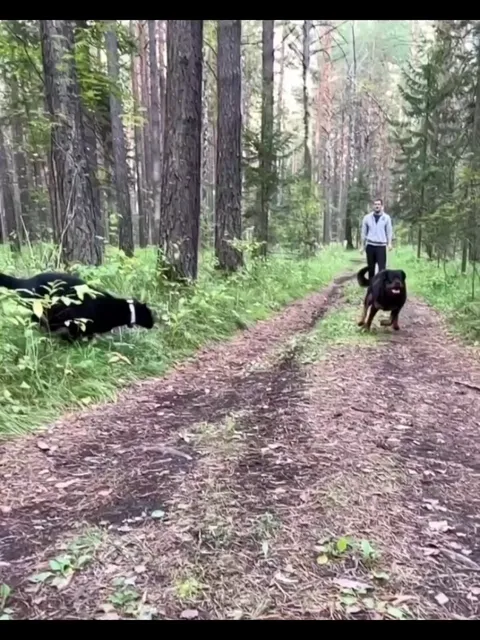 Rescued panther raised with Rottweiler 