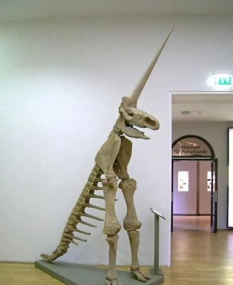 In 1663, the partial fossilised skeleton of a woolly rhinoceros was discovered in Germany. This is the “Magdeburg Unicorn”, one of the worst fossil reconstructions in human history