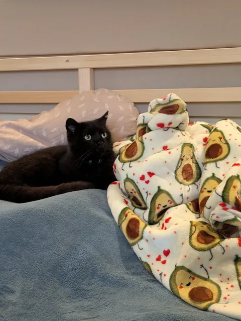 Pumpkin meeting my firstborn