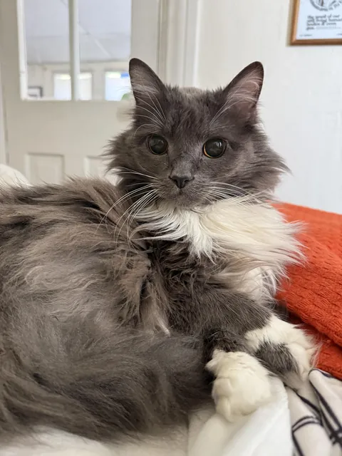 My sweet little old man Sparrow