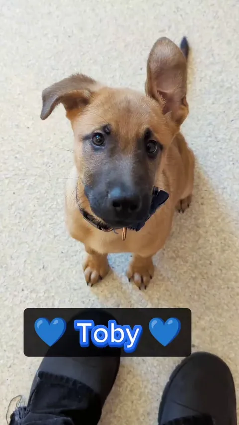 Shelter Boy Toby 💙