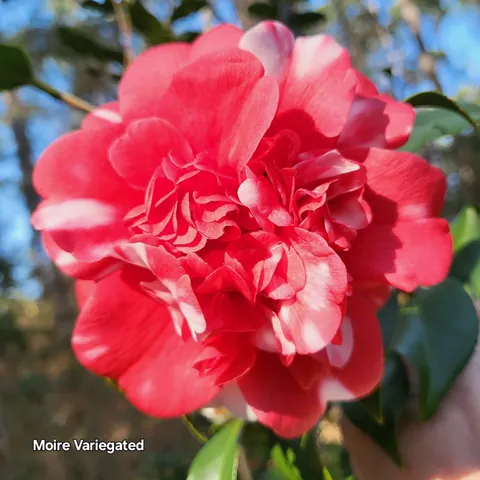 Winter camellia bouquet