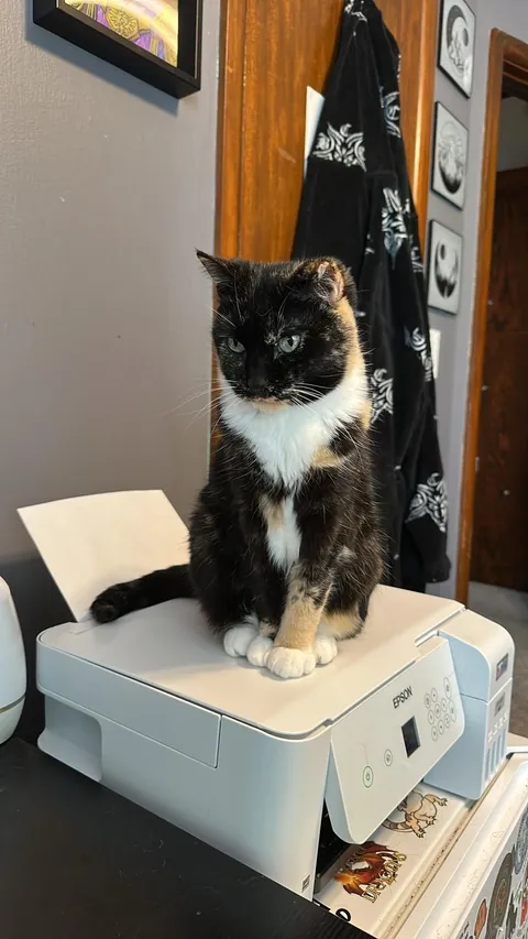 My sweet Petunia, has cancer.