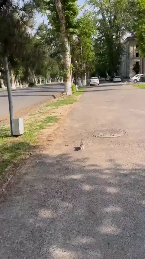 Congrats, you've just been adopted