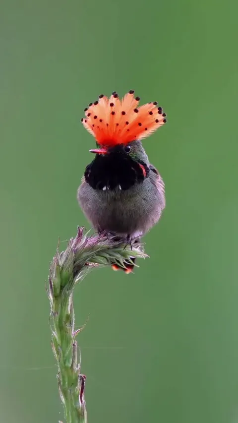 🔥 spangled coquette