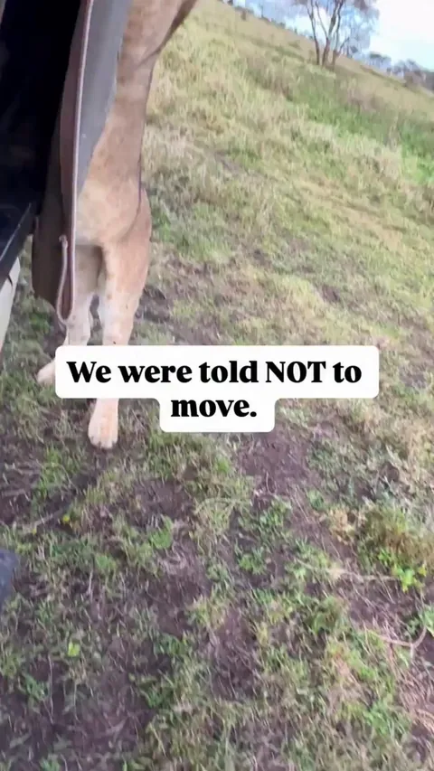 🔥 This young lioness is curious about the safari vehicle.