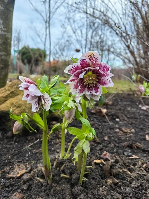 Hellebore 🌿🌸