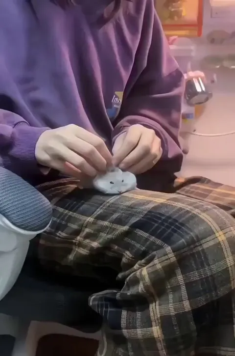 Hamster enjoys getting petted