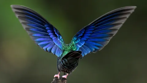 🔥Birds of Colombia are absolutely spectacular. Finishing a 2 week photo tour from Cali to Medellin.