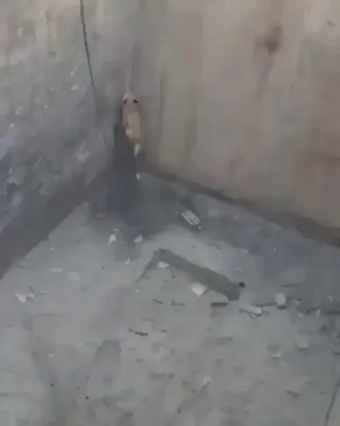 The way this Fox realize the rope as opportunity