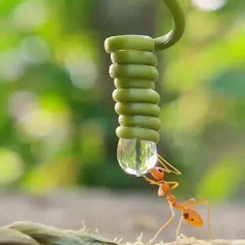 Ant drinking from a drop of water.