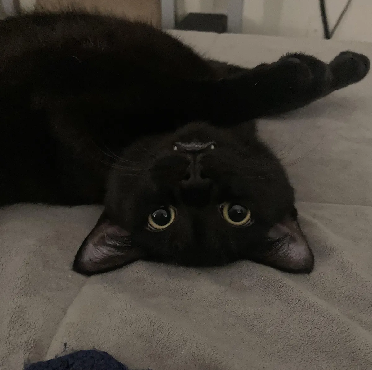 Raylan thinks he’s part bat