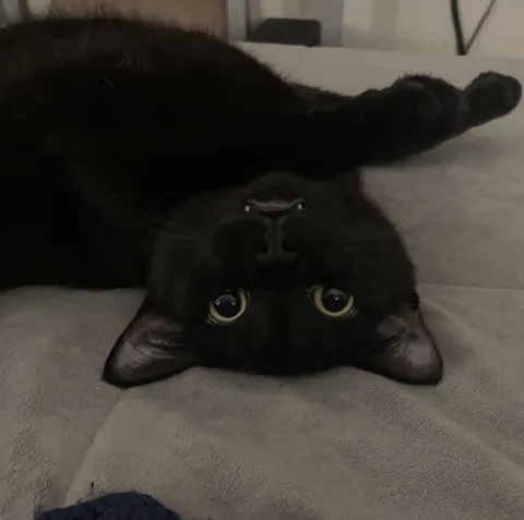 Raylan thinks he’s part bat