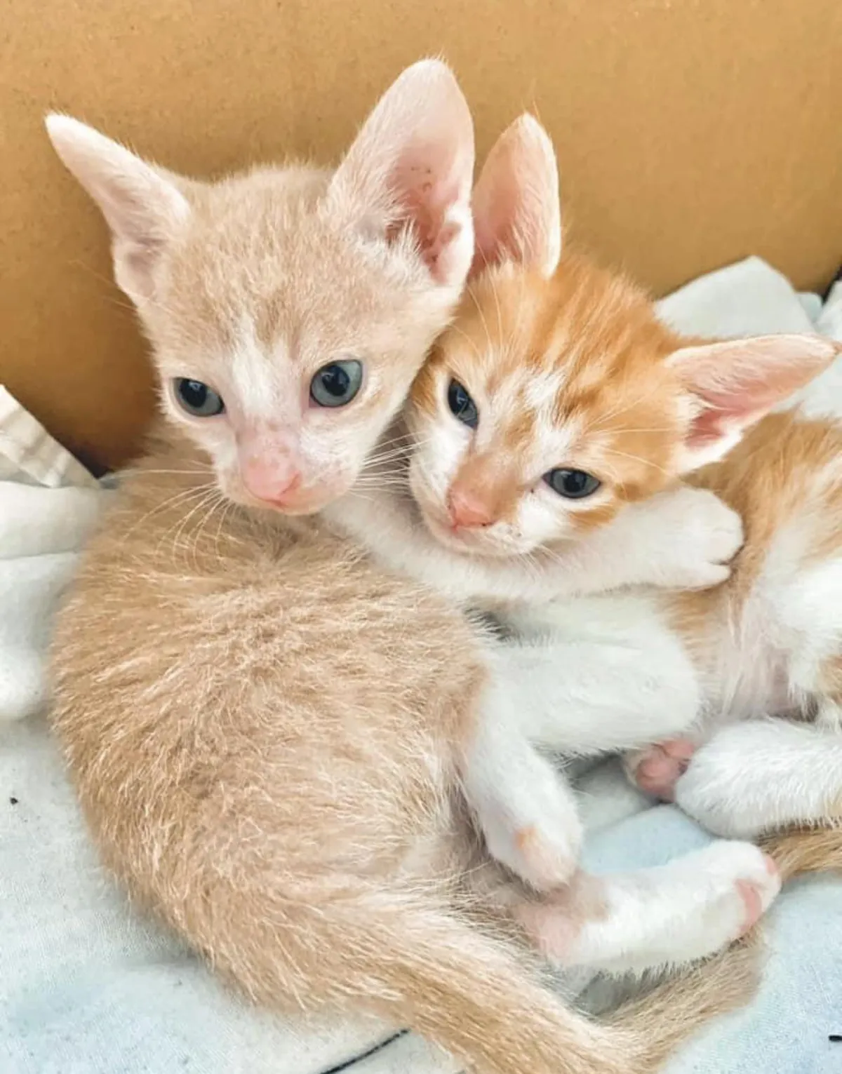 Today my babies hugged each other 🥹😍