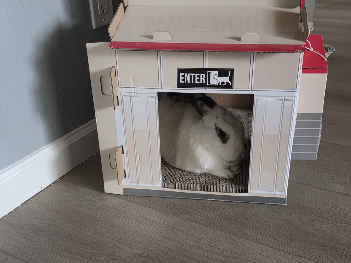 We have a Costco cardboard cat house, the bunny has evicted the cats.