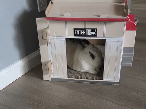 We have a Costco cardboard cat house, the bunny has evicted the cats.