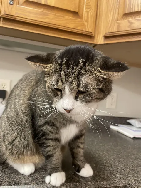 Rambo has flat ears, but he’s super cuddly! Why are his ears like this?