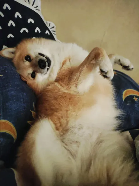 My rare pupper, Piper