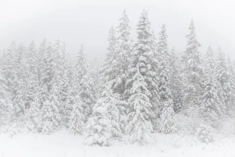ITAP of a forest during a snowstorm