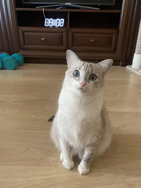 He always has that look like he’s suddenly realising that he’s a cat