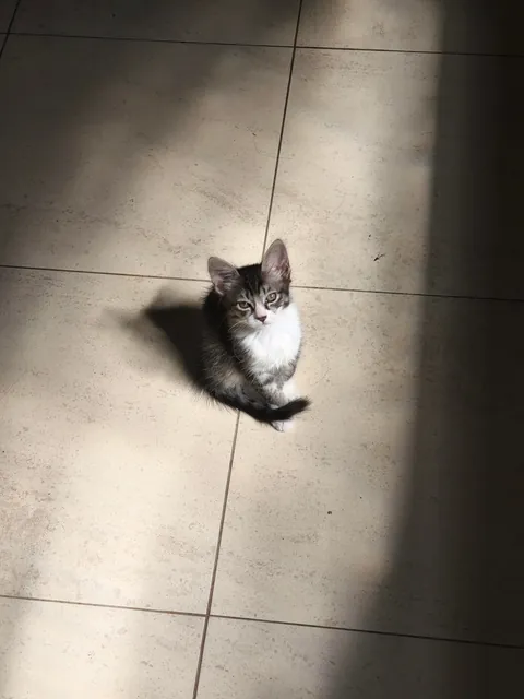A year later, she still doesn't put her tail directly on the ground 🥹